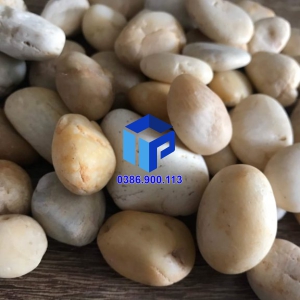 SỎI TRẮNG NGÀ TRANG TRÍ