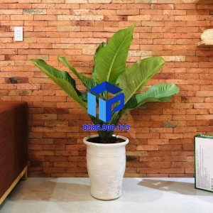 GẠCH CỔ ỐP TƯỜNG TRANG TRÍ 5×20