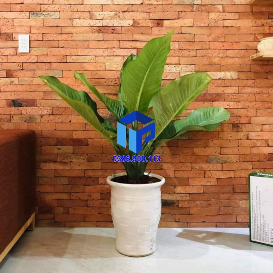 GẠCH CỔ ỐP TƯỜNG TRANG TRÍ 5×20