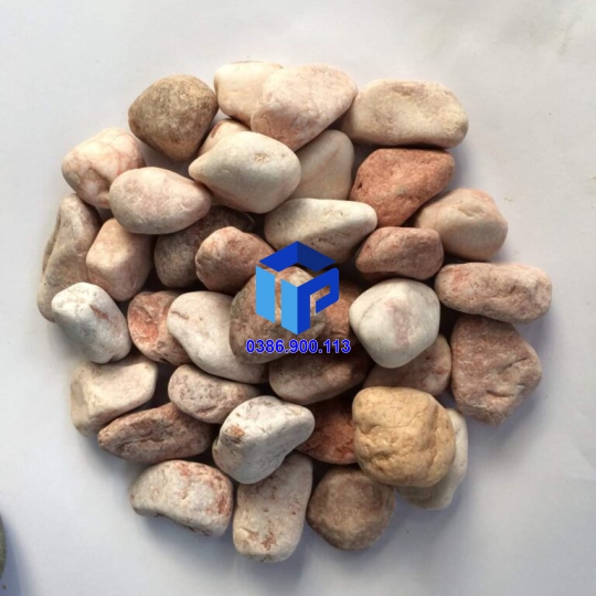 SỎI HỒNG TRANG TRÍ