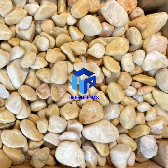 SỎI VÀNG QUAY TRANG TRÍ