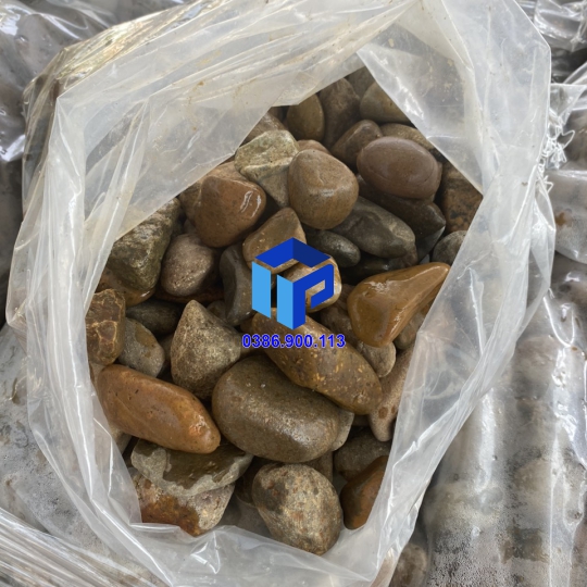 Sỏi vàng đất